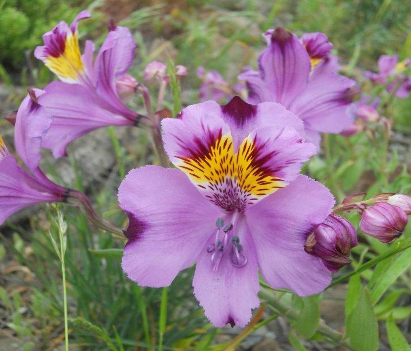 Rare Chilean Eagle Flower Alstroemeria Magnifica 10 Seeds   53721d13aa35b 59305b 