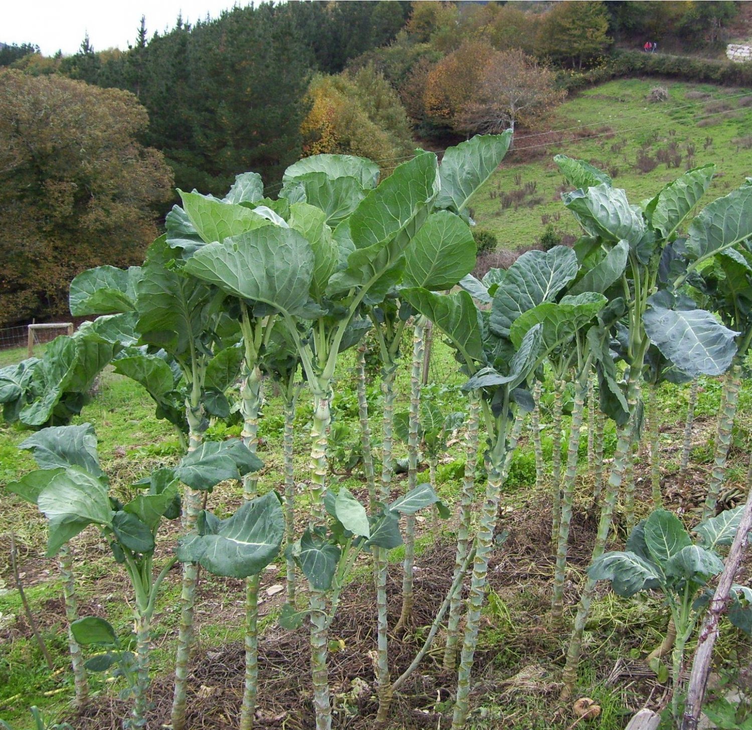 Rare Jersey Giant Walking Stick Kale Brassica oleracea longata - 20 Seeds