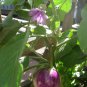 Italian Heirloom Eggplant 'Rosa Bianca' Solanum melongena - 30 Seeds