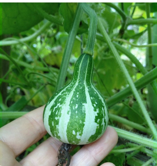 Heirloom Miniature Tennessee Dancing Spinner Gourd Cucurbita Pepo 20