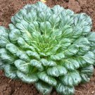 Organic Heirloom Tatsoi Rosette Cabbage Brassica rapa narinosa - 150 Seeds