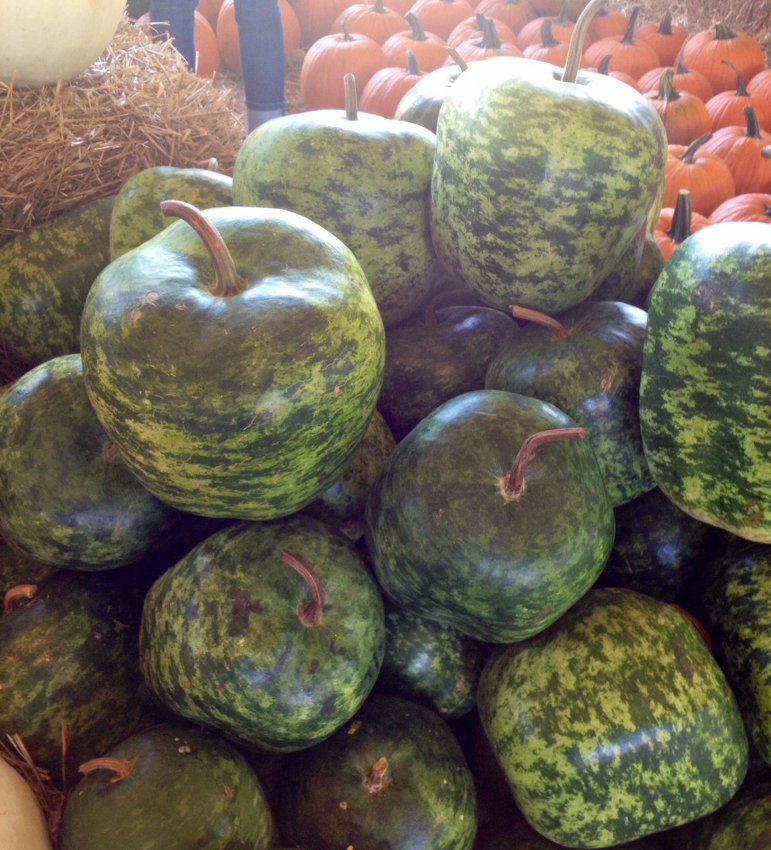 Heirloom Large Apple Gourd Lagenaria siceraria 8 Seeds