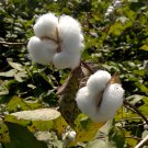 Upland Cotton White Boll Seeds Gossypium hirsutum - 20 Seeds