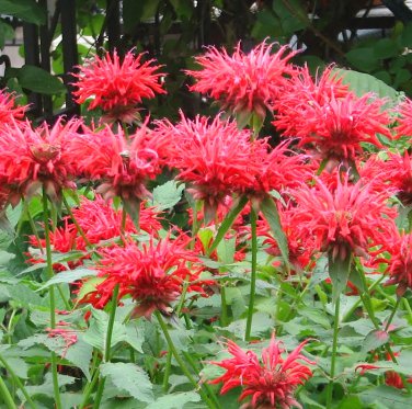 Scarlet Red Bee Balm Monarda didyma Panorama Red - 25 Seeds