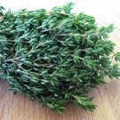 Organic Heirloom Kitchen Herb Thyme Thymus vulgaris - 200 Seeds