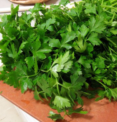 Organic Heirloom Kitchen Herb Italian Parsley Petroselinum crispun - 500 Seeds