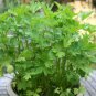 Organic Heirloom Kitchen Herb Italian Parsley Petroselinum crispun - 500 Seeds