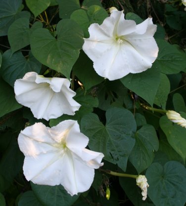 Alabaster White Moon Vine Ipomoea alba - 10 Seeds