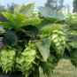 Organic Heirloom Hops Humulus lupulus - 20 Seeds