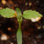 Organic Heirloom Hops Humulus lupulus - 20 Seeds