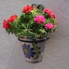 Vibrant Succulent Moss Rose Portulaca grandiflora - 150 Seeds