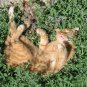 Organic Herb True Catnip Cat Mint Nepeta cataria - 300 Seeds