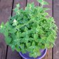 Organic Herb True Catnip Cat Mint Nepeta cataria - 300 Seeds