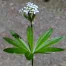 Organic Herb Wild Waldmeister Sweet Woodruff Asperula odorata - 20 Seed
