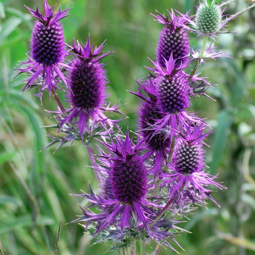 Rare Purple Leavenworth's Eryngo Eryngium leavenworthii 20 Seeds