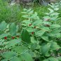 Rare Wild Clasping Twistedstalk Watermelon Berry Streptopus amplexifolius - 20 Seeds