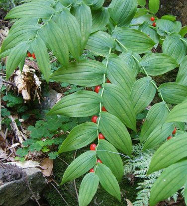 Rare Wild Clasping Twistedstalk Watermelon Berry Streptopus amplexifolius - 20 Seeds
