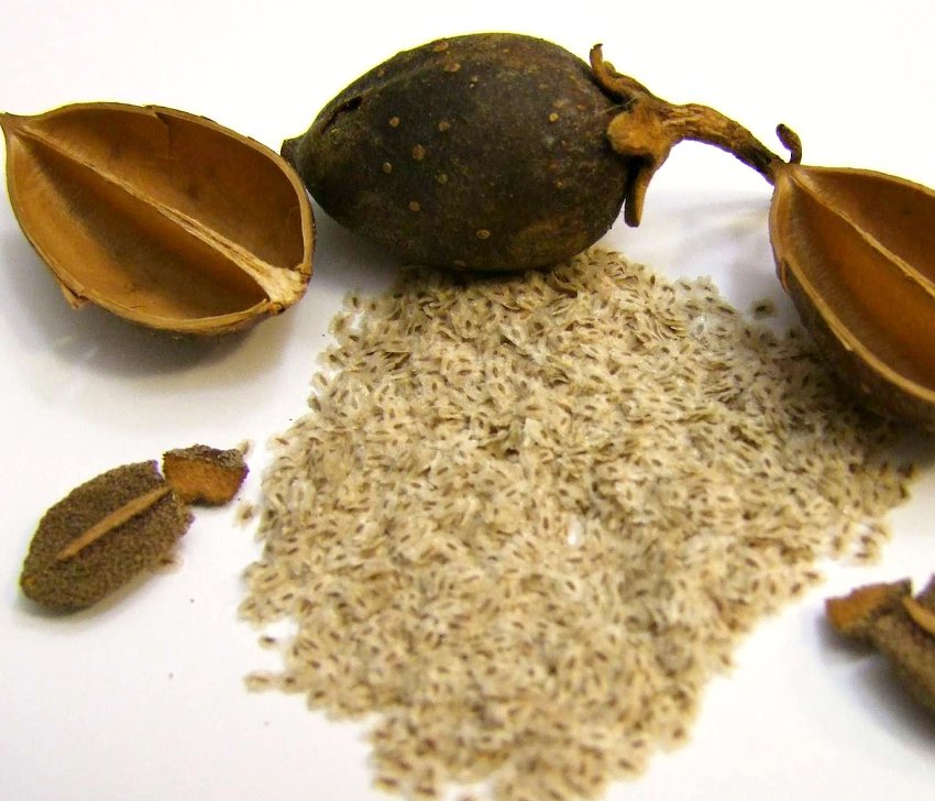 Worlds Fastest Growing Tree Empress Tree Paulownia tomentosa 200 Seeds