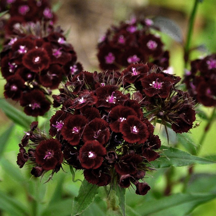 Almost Black Sweet William Dianthus barbatus nigrescens