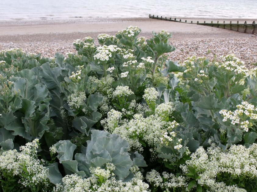 Rare Heirloom British Perennial Sea Kale Crambe maritima 10 Seeds