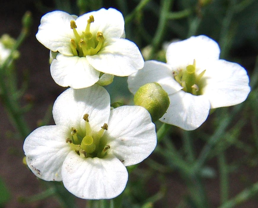 Rare Heirloom British Perennial Sea Kale Crambe maritima 10 Seeds