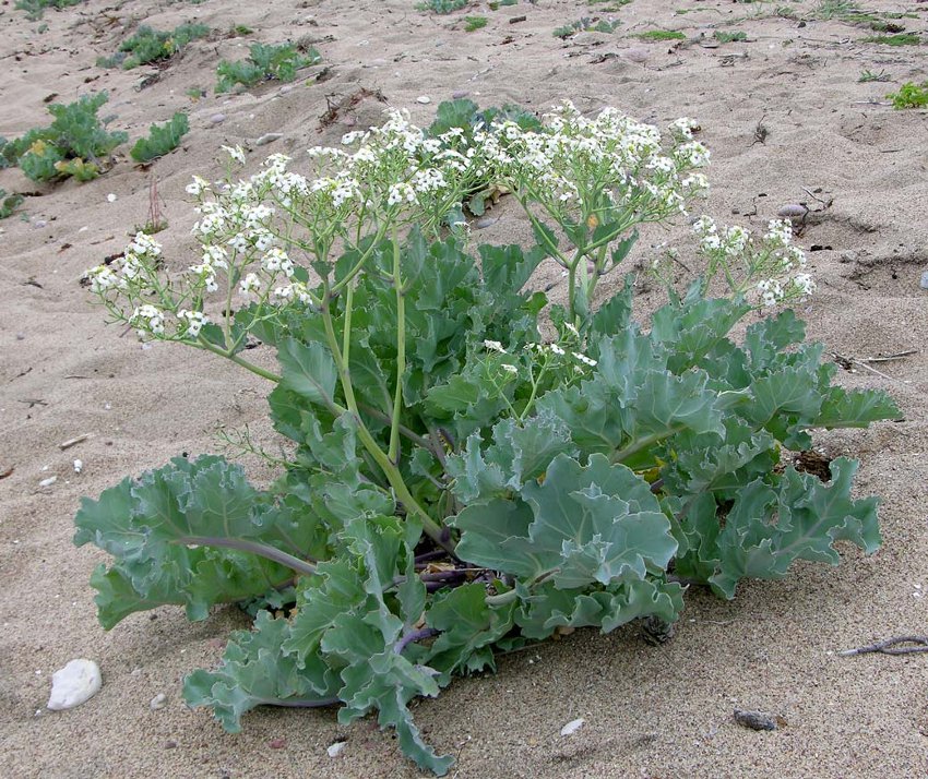 Rare Heirloom British Perennial Sea Kale Crambe maritima 10 Seeds