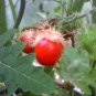 Litchi Tomato Sticky Nightshade Solanum sisymbriifolium - 20 Seeds