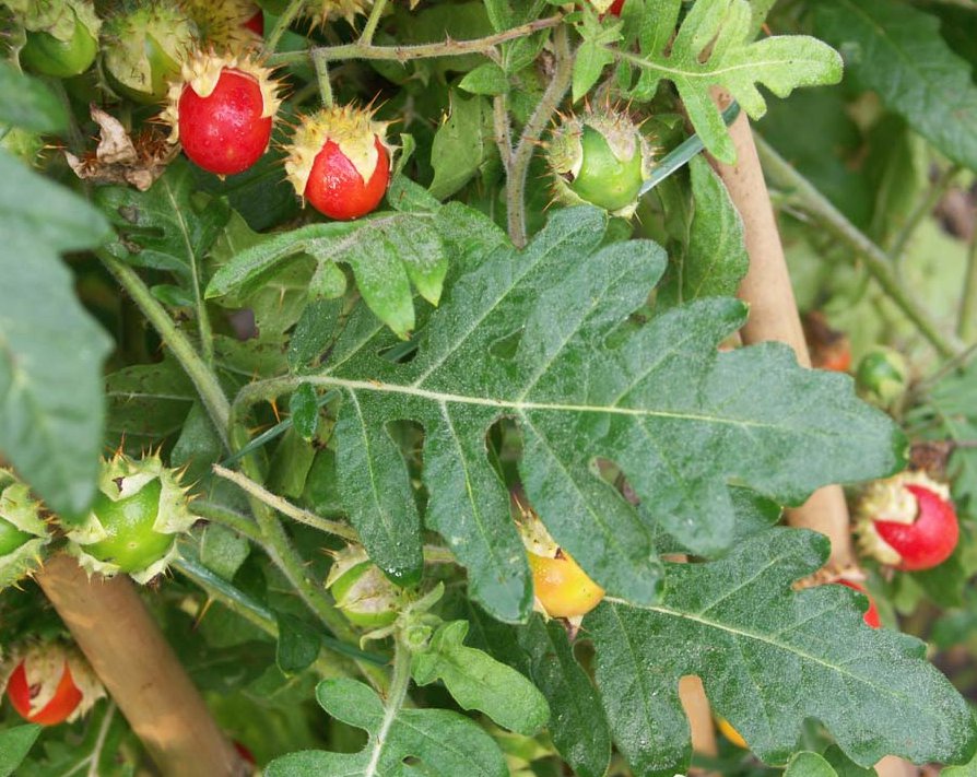 Litchi Tomato Sticky Nightshade Solanum sisymbriifolium - 20 Seeds