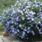 Blue Wheel Hibiscus Rose of Sharon Hibiscus syriacus - 15 Seeds