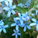 Rare Turquoise Blue Star Milkweed Vine Tweedia Oxypetalum caeruleum - 8 Seeds