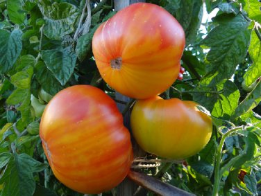 Organic Heirloom Sweet Pineapple Tomato Lycopersicon lycopersicum - 25 Seeds