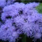 Floss Flower Blue Mink Ageratum Houstonianum - 200 Seeds