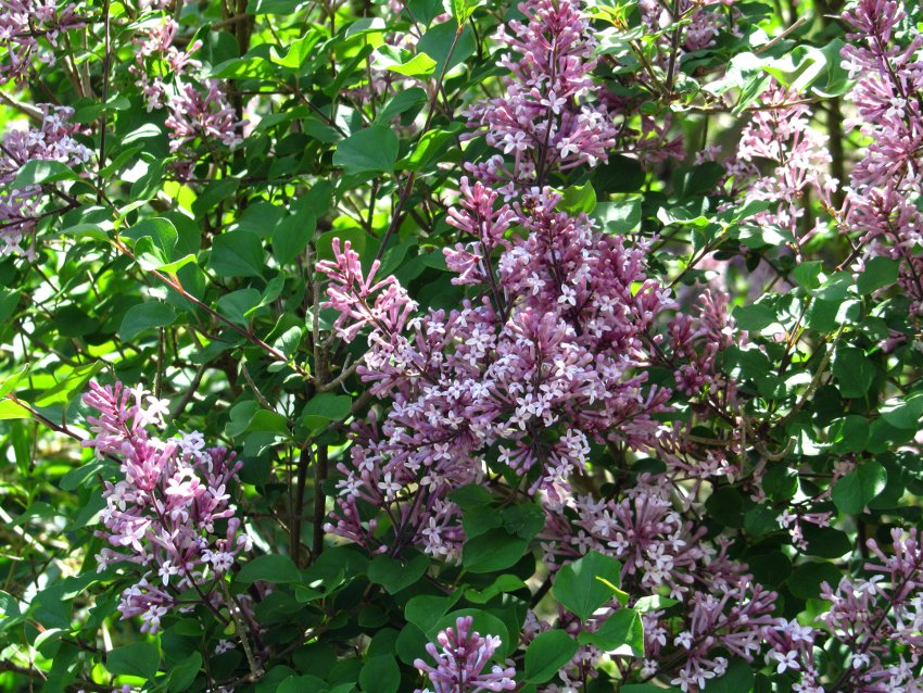 Shaggy Late Lilac Syringa Villosa - 20 Seeds