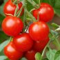 Organic Heirloom Tommy Toe Cherry Tomato Solanum lycopersicum - 35 Seeds