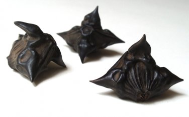 Dried Devil Pod Multi Prong Seeds for Organic Craft Amulet - 5 Pieces