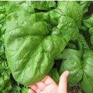Organic Heirloom Spinach Giant Noble Spinacia oleracea - 500 Seeds
