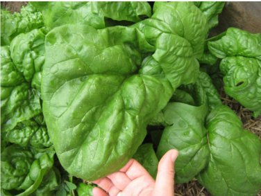 Organic Heirloom Spinach Giant Noble Spinacia oleracea - 500 Seeds