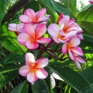 Hawaii Oahu Maui Kauai Molokai Lanai Plumeria - 5 Seeds