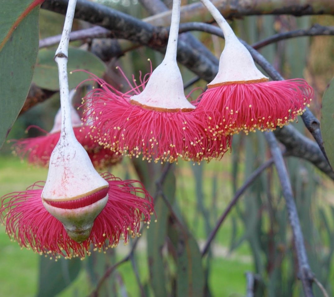 Rare Silver Princess Gungurru Eucalyptus caesia - 25 seeds