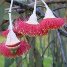 Rare Silver Princess Gungurru Eucalyptus caesia - 25 seeds