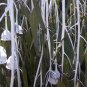 Rare Silver Princess Gungurru Eucalyptus caesia - 25 seeds