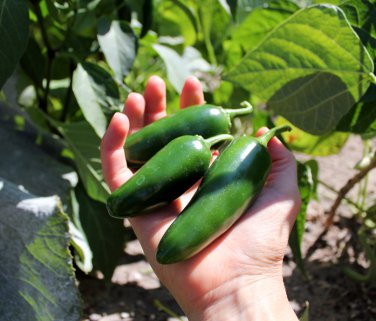 Mexican Jalapeno Hot Pepper Capsicum Annuum - 50 seeds