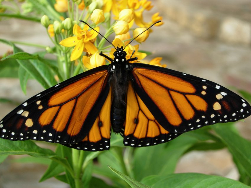 Yellow Milkweed ‘Silky Gold‘ Asclepias curassavica - 20 Seeds