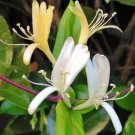 Tea Honeysuckle Vine Lonicera japonica - 25 Seeds