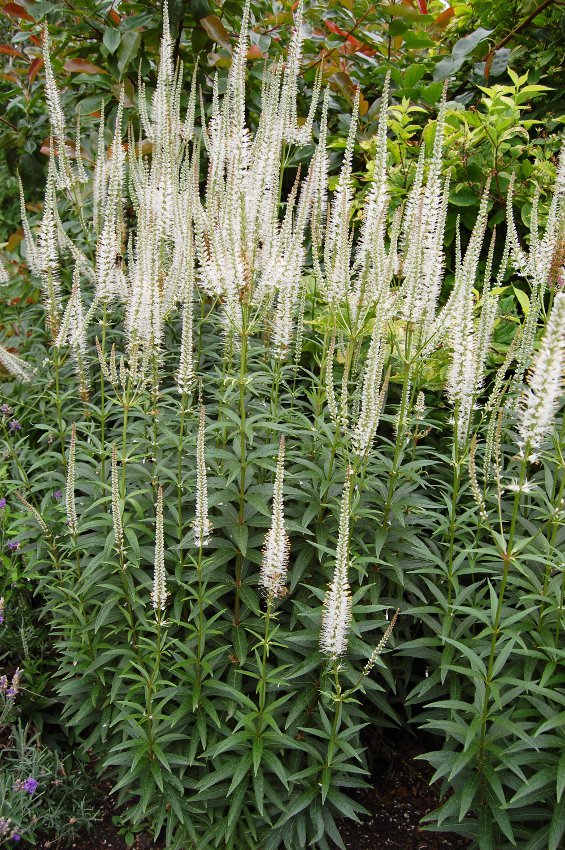 White Spike Culvers Bowman's Root Veronicastrum virginicum - 500 Seeds