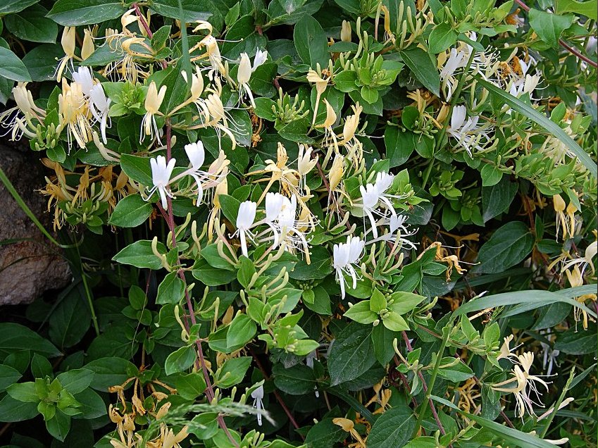 Medicinal Herb Japanese Tea Honeysuckle Lonicera japonica 25 Seeds