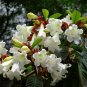 White Herald's Trumpet Vine Beaumontia grandiflora - 10 Seeds