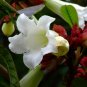 White Herald's Trumpet Vine Beaumontia grandiflora - 10 Seeds