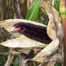 Rare Organic OP Popping Corn Dakota Black Zea mays - 80 Seeds