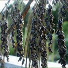 Heirloom Sorghum Black Amber Molasses Sorghum bicolor - 100 Seeds
